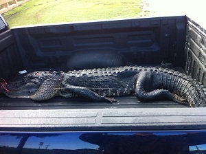 gator in a truck
